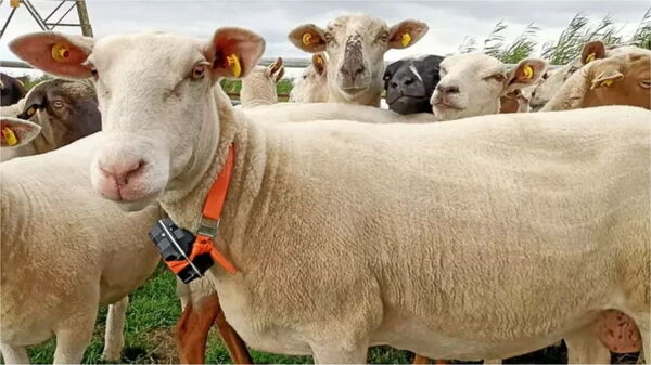 Sheep with LoRaWan gateway for activity monitoring Sheep with LoRaWan gateway for activity monitoring