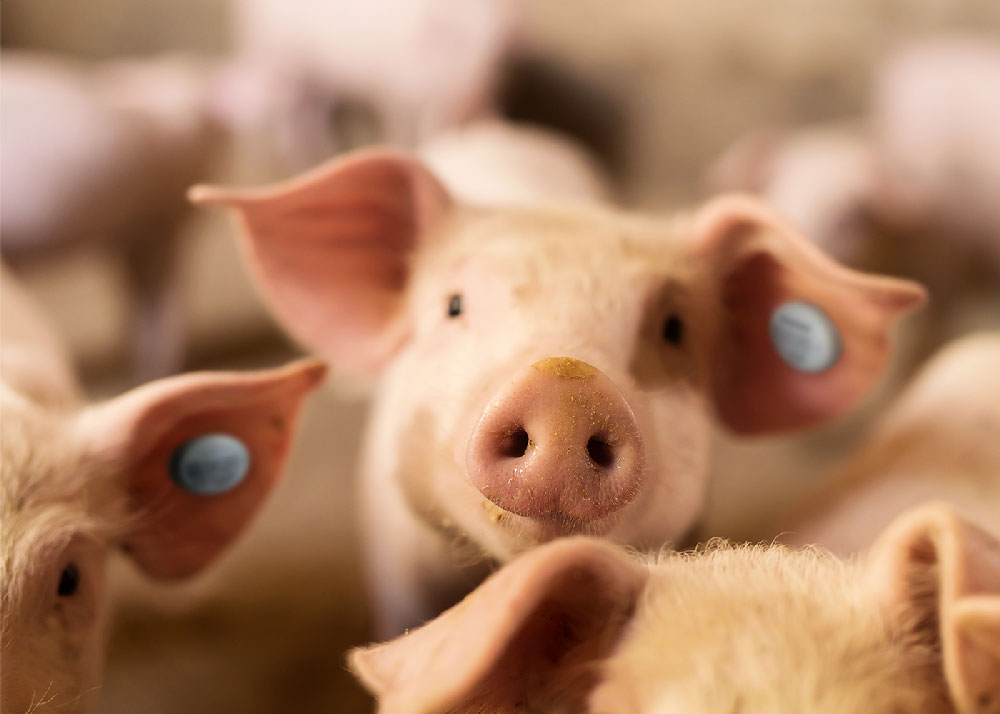 Automatic Feeding of Pigs Signal Feeding in the Stable
